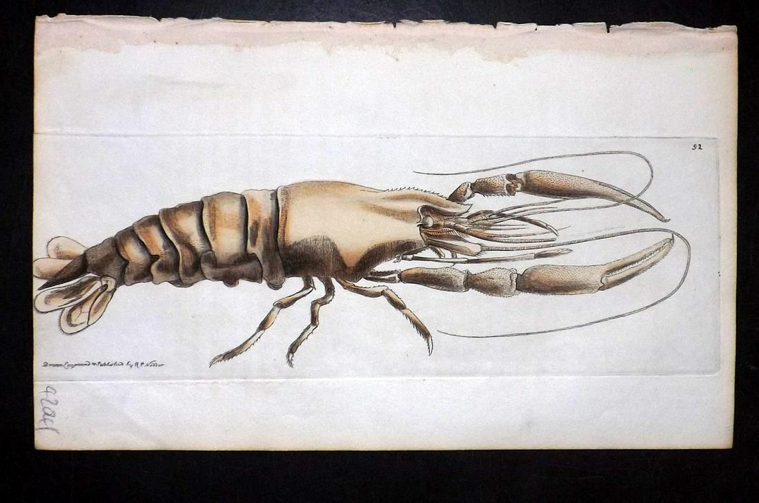 Nodder, Richard 1815 HCol Print. Jamaican Prawn 92 (1 of 1)