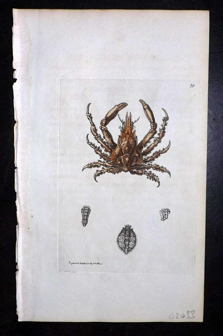 Nodder, Richard 1815 HCol Print. Knot-Legged Pisa Crab (1 of 1)