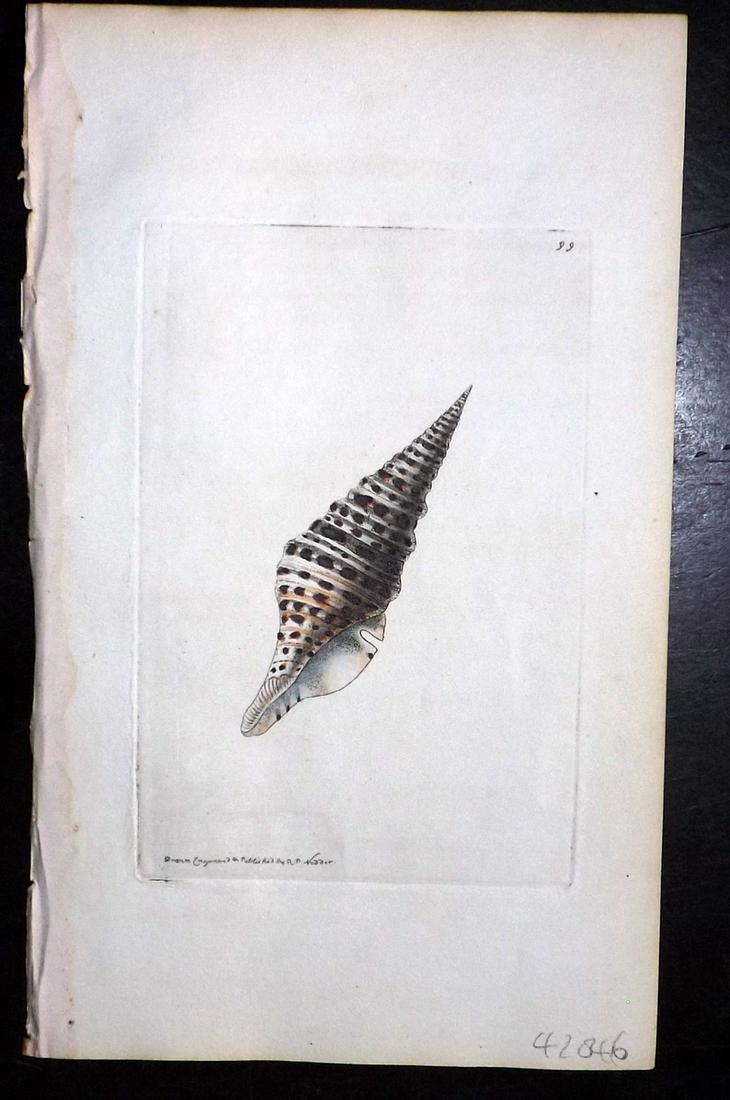 Nodder, Richard 1815 HCol Print. Pleurotoma Shell 99 (1 of 1)