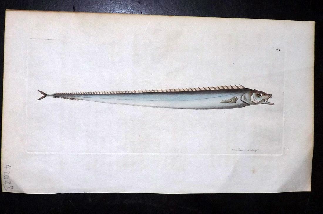 Nodder, Richard 1815 HCol Print. Portugese Lepidopus (1 of 1)