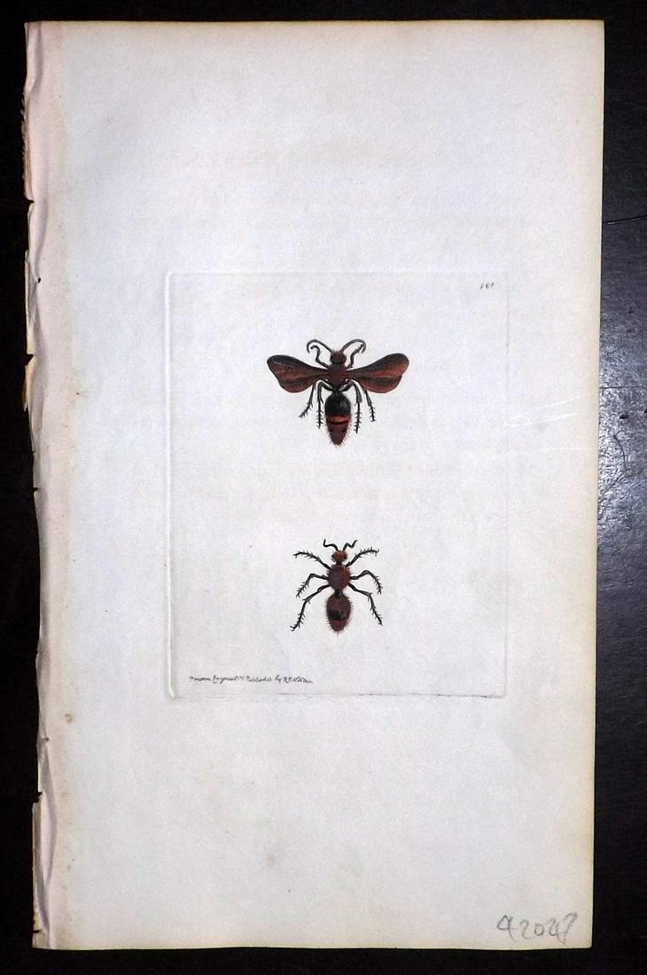 Nodder, Richard 1815 HCol Print. Scarlet Mutilla 100 (1 of 1)
