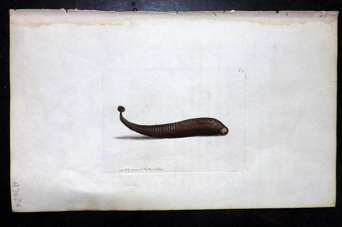 Nodder, Richard 1815 HCol Print. Sealeech 63 (1 of 1)