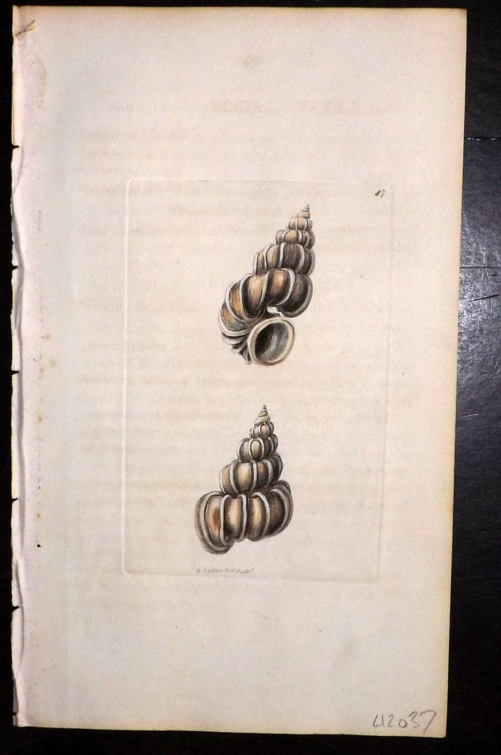 Nodder, Richard 1815 HCol Print. Wendletrap Shell 87 (1 of 1)