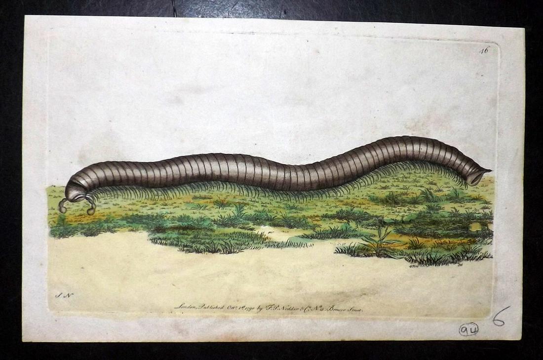 Shaw & Nodder 1794 HC Print. Great Julus 46: Plate 46. Hand Colored Copper Plate Published 1789-1813, London for "The Naturalist's Miscellany: or Coloured Figures of Natural Objects" by George Shaw and Frederick Nodder. Paper Size: 12 x 9.5 inch