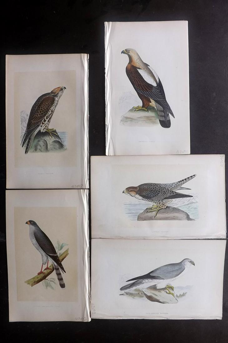 Bree, Charkes 1866 Lot of 5 Hand Col Birds of Prey: Woodblocks Published 1863-66, London for "A History of the Birds of Europe, Not Observed in the British Isles" by Charles Robert Bree. Printed in colours and finished by hand. Paper Size: 9.75 x 6 inc
