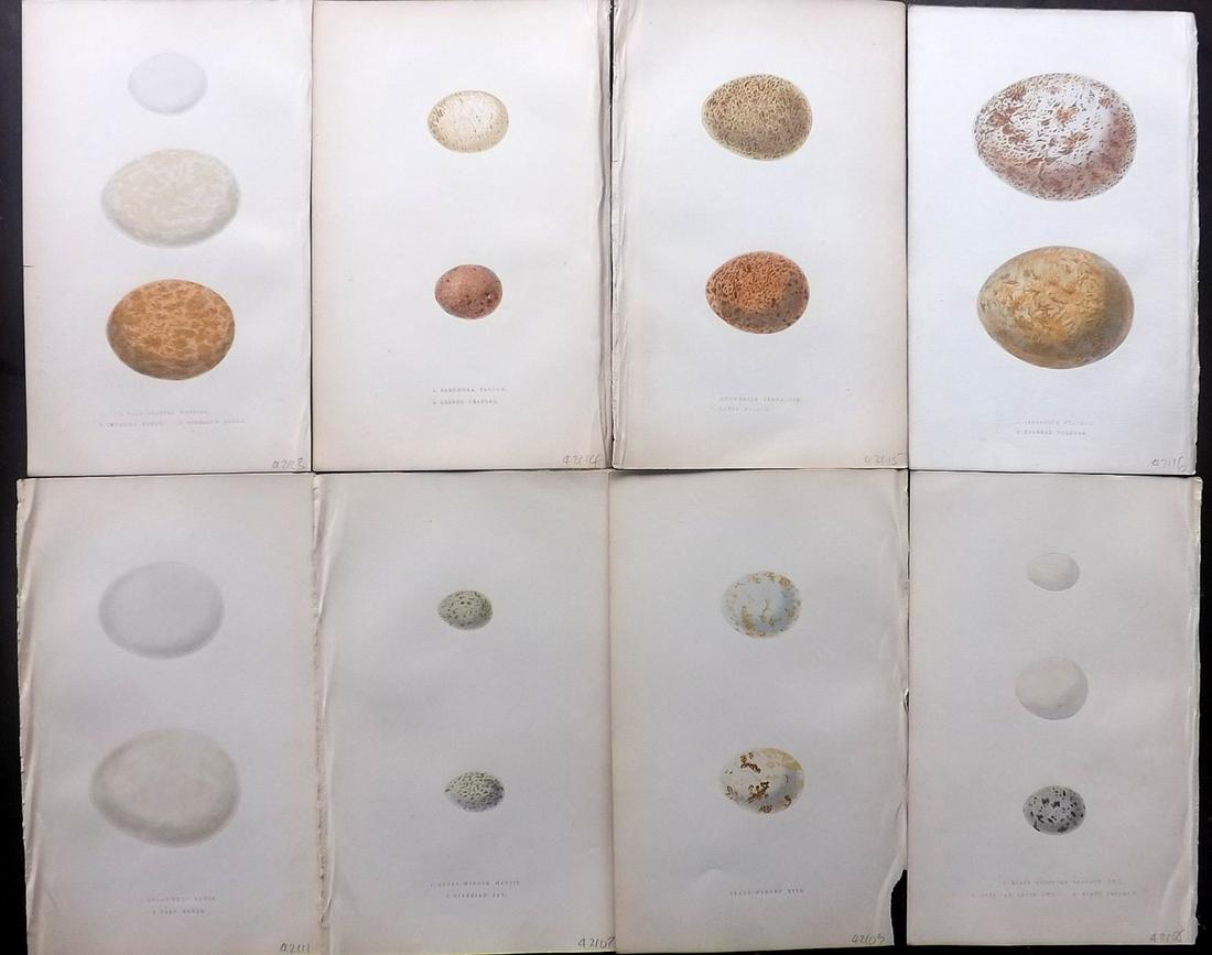 Bree, Charkes 1866 Lot of 8 Hand Col Bird Egg Prints: Woodblocks Published 1863-66, London for "A History of the Birds of Europe, Not Observed in the British Isles" by Charles Robert Bree. Printed in colours and finished by hand. Paper Size: 9.75 x 6 inc