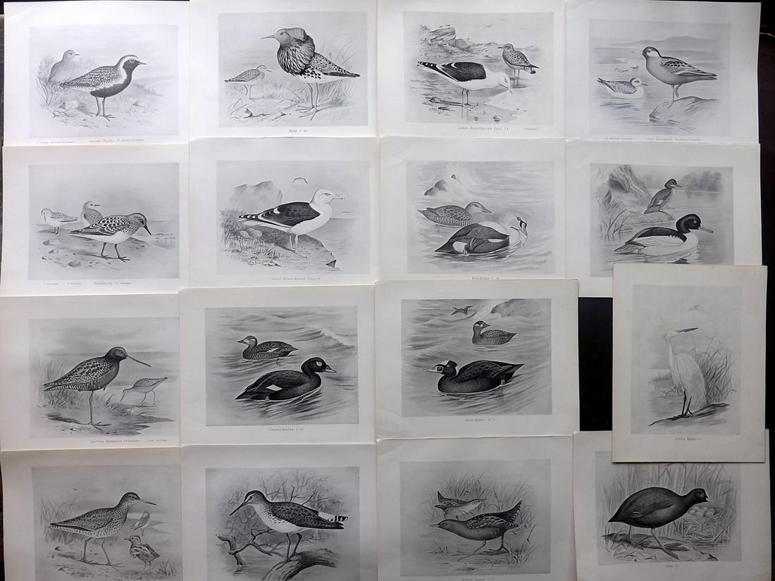 Frohawk, Frederick 1898 Lot of 16 Antique Bird Prints: Lithographs Published 1896-98, London for "British Birds with their Nests and Eggs" by Arthur G. Butler. Illustrated by Frederick William Frohawk. Paper Size: 12 x 9.5 inch (30 x 24cm) Good Condition