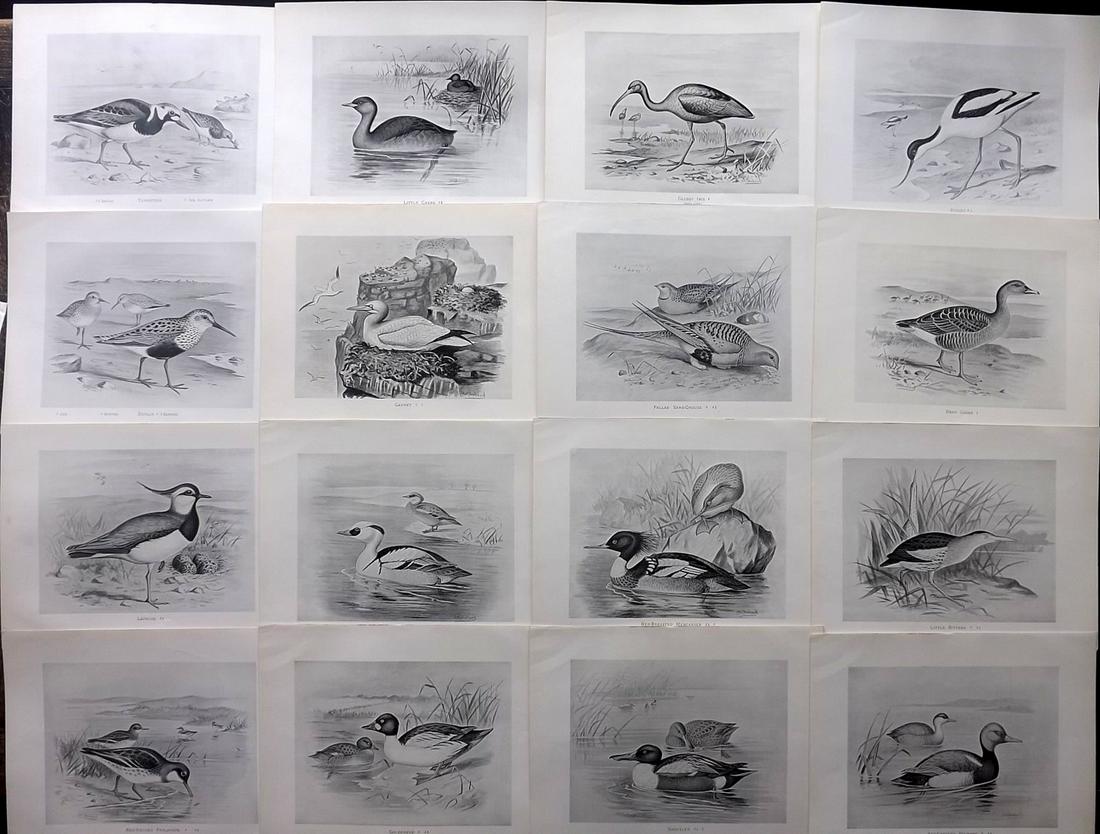 Frohawk, Frederick 1898 Lot of 16 Antique Bird Prints: Lithographs Published 1896-98, London for "British Birds with their Nests and Eggs" by Arthur G. Butler. Illustrated by Frederick William Frohawk. Paper Size: 12 x 9.5 inch (30 x 24cm) Good Condition