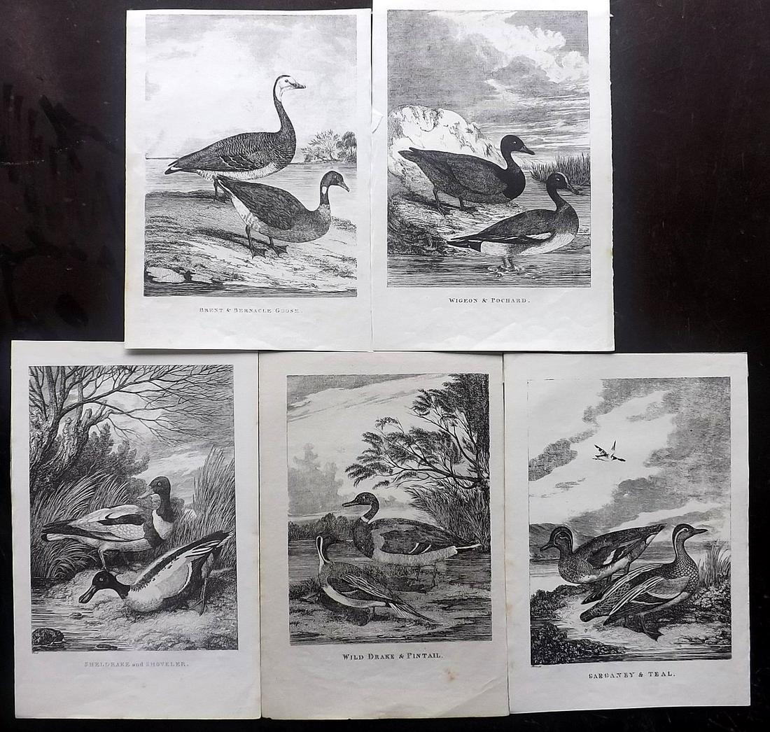 Juvenile Museum C1850 Lot of 5 Bird Prints (1 of 2)