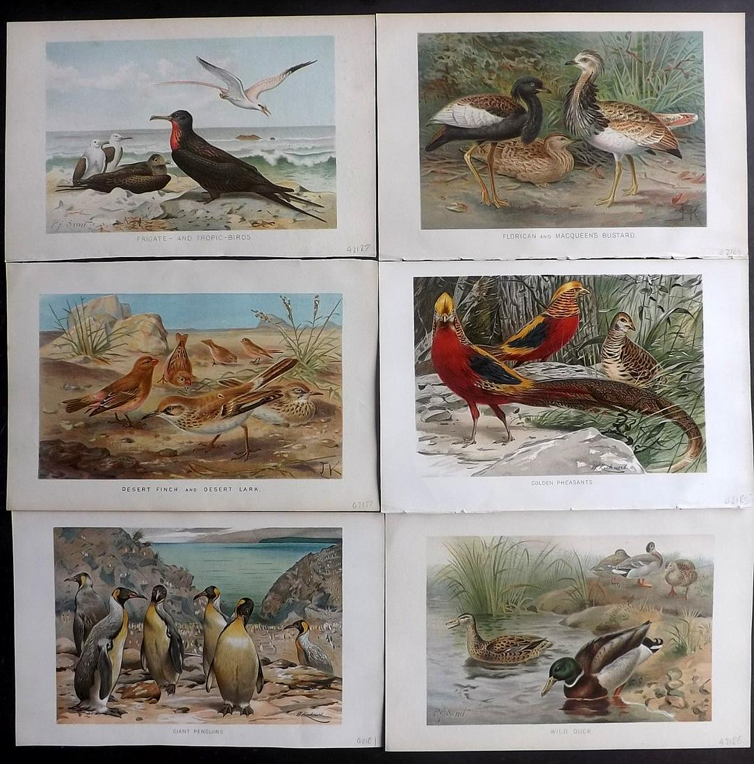 Lydekker, Richard 1896 Lot of 6 Antique Bird Prints: Chromolithographs Published 1893-96, London for "The Royal Natural History" by Richard Lydekker. Illustrated by Smit, Keulemans, Wolf and others. Paper Size: 10 x 6.5 inch (25 x 16.5cm) Good Condition