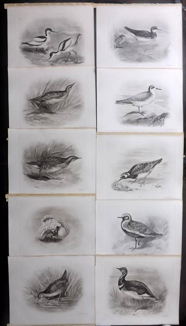 Medland & Stonham C1910 Lot of 10 Antique Birds Prints: Photgravures Published 1906-11, London for "The Birds of the British Islands" by Charles Stonham. Illustrated by Lilian M. Medland. Paper Size: 12.5 x 10 inch (32 x 25cm) Good Condition