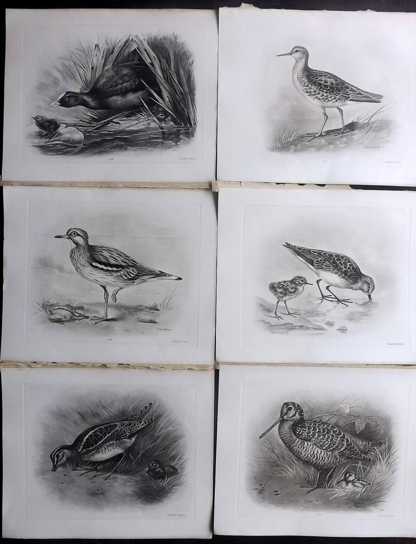 Medland & Stonham C1910 Lot of 6 Antique Birds Prints: Photgravures Published 1906-11, London for "The Birds of the British Islands" by Charles Stonham. Illustrated by Lilian M. Medland. Paper Size: 12.5 x 10 inch (32 x 25cm) Good Condition