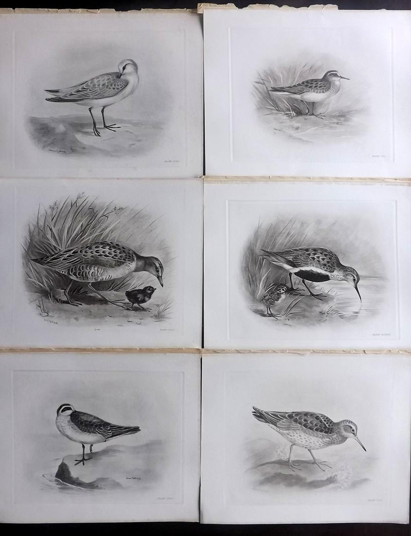 Medland & Stonham C1910 Lot of 6 Antique Birds Prints: Photgravures Published 1906-11, London for "The Birds of the British Islands" by Charles Stonham. Illustrated by Lilian M. Medland. Paper Size: 12.5 x 10 inch (32 x 25cm) Good Condition