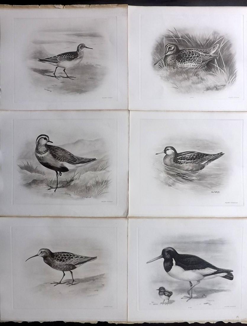 Medland & Stonham C1910 Lot of 6 Antique Birds Prints: Photgravures Published 1906-11, London for "The Birds of the British Islands" by Charles Stonham. Illustrated by Lilian M. Medland. Paper Size: 12.5 x 10 inch (32 x 25cm) Good Condition