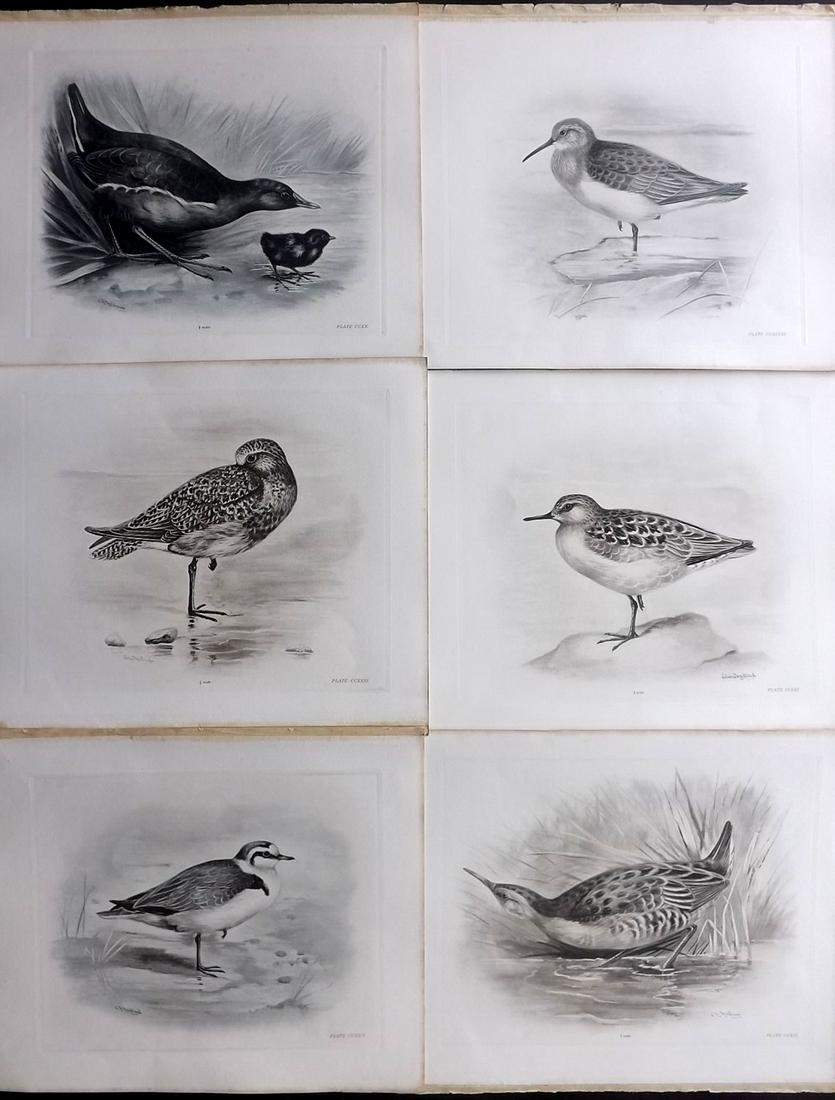 Medland & Stonham C1910 Lot of 6 Antique Birds Prints: Photgravures Published 1906-11, London for "The Birds of the British Islands" by Charles Stonham. Illustrated by Lilian M. Medland. Paper Size: 12.5 x 10 inch (32 x 25cm) Good Condition