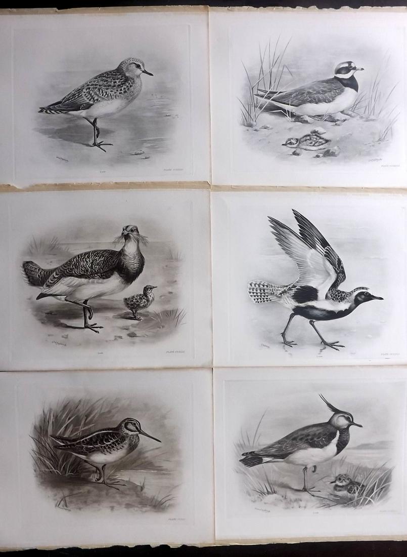 Medland & Stonham C1910 Lot of 6 Antique Birds Prints: Photgravures Published 1906-11, London for "The Birds of the British Islands" by Charles Stonham. Illustrated by Lilian M. Medland. Paper Size: 12.5 x 10 inch (32 x 25cm) Good Condition