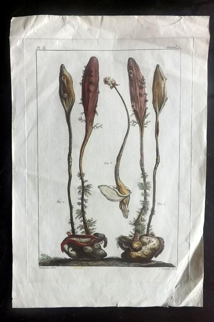 Buchoz, Pierre 1782 Folio Hand Color Botany/Zoophytes (1 of 2)