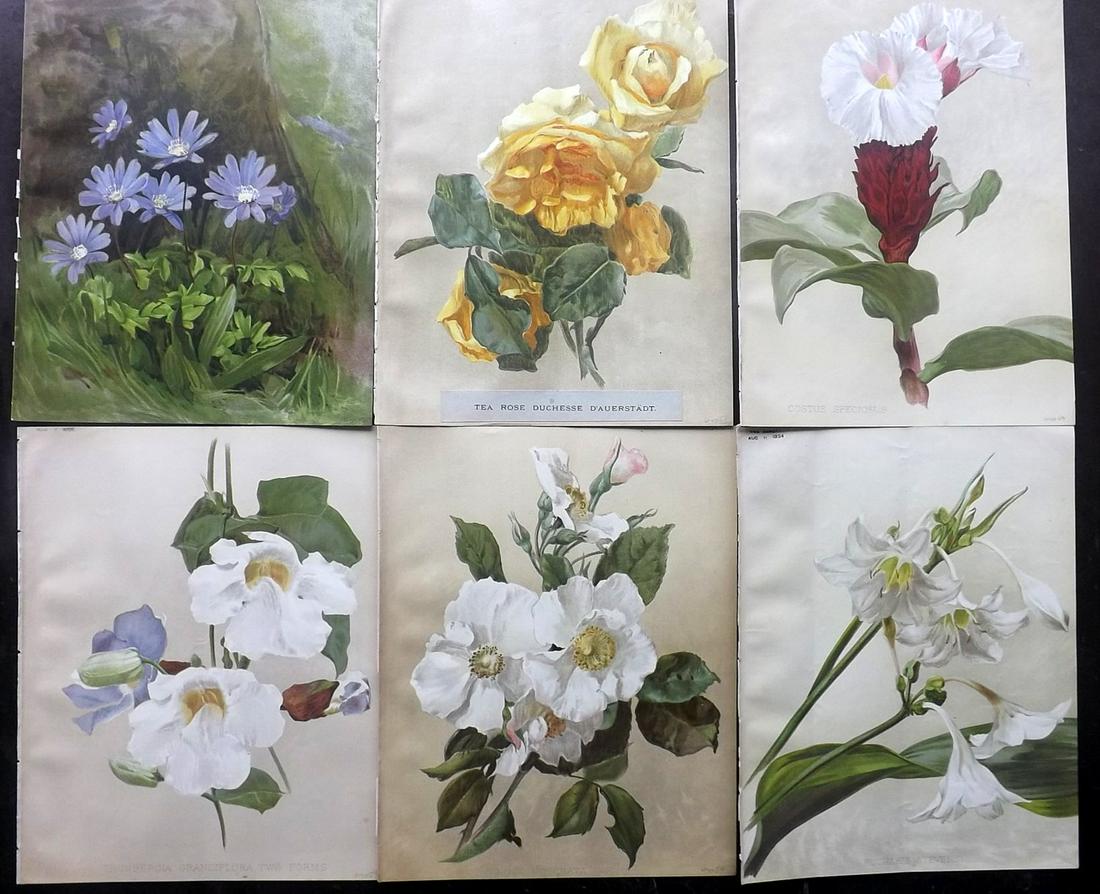 The Garden 1894 Lot of 6 Botanical Prints: Chromolithographs Published 1872-1927, London for "The Garden. An Illustrated Weekly Journal of Horticulture in all its Branches" Edited by William Robinson and others. Paper Size: 11.5 x 9 inch (29 x