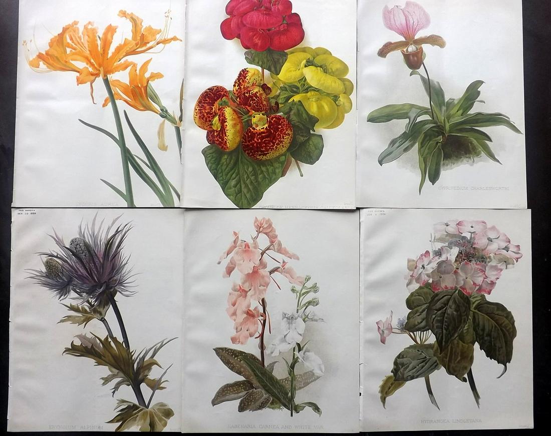 The Garden 1894 Lot of 6 Botanical Prints: Chromolithographs Published 1872-1927, London for "The Garden. An Illustrated Weekly Journal of Horticulture in all its Branches" Edited by William Robinson and others. Paper Size: 11.5 x 9 inch (29 x