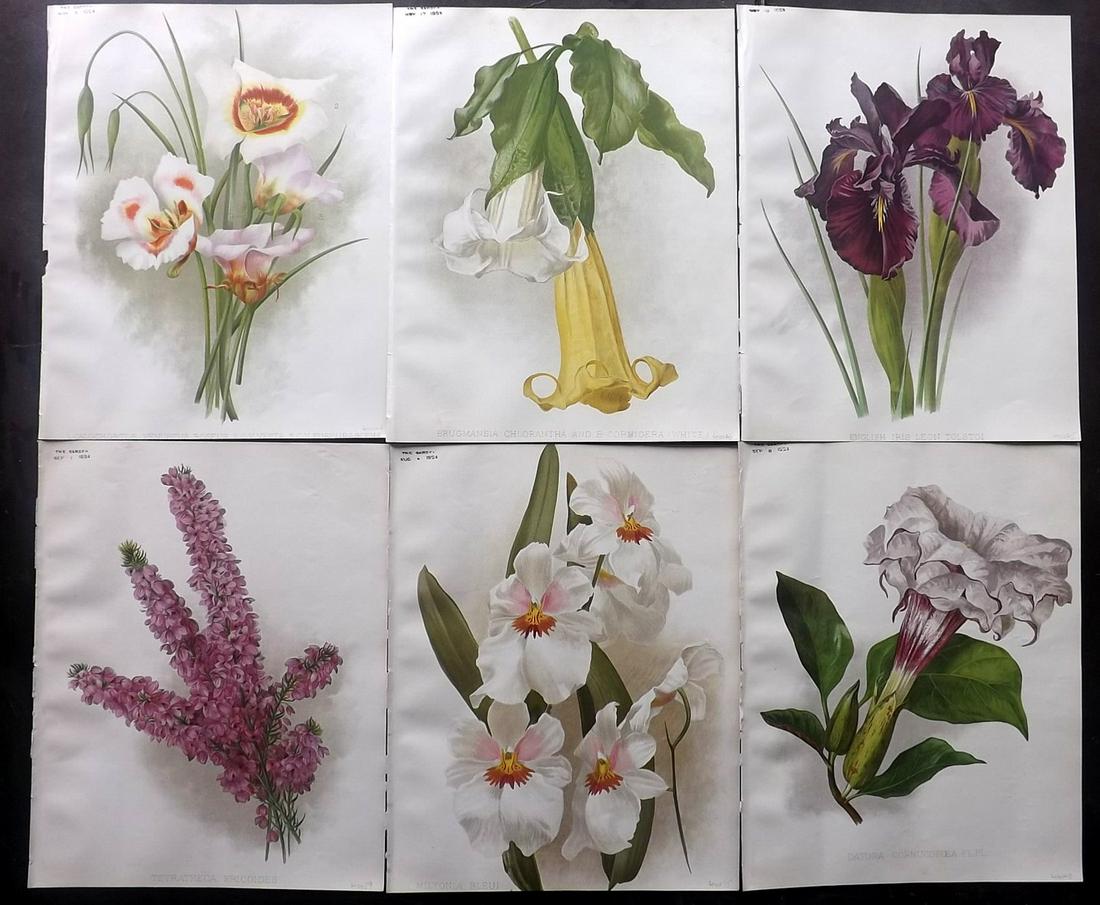 The Garden 1894 Lot of 6 Botanical Prints: Chromolithographs Published 1872-1927, London for "The Garden. An Illustrated Weekly Journal of Horticulture in all its Branches" Edited by William Robinson and others. Paper Size: 11.5 x 9 inch (29 x