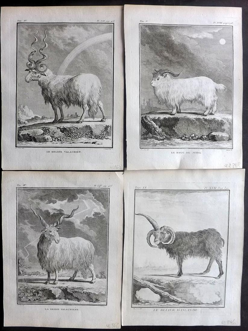 Buffon, Comte de C1770 Lot of 4 1st Ed Prints. Goat: Copper Plates Published 1749-88 Imprimerie Royale, Paris for "Histoire naturelle, générale et particulière" First Edition by Georges-Louis Leclerc, Comte de Buffon. Paper Size: 10 x 8 inch (26 x 20
