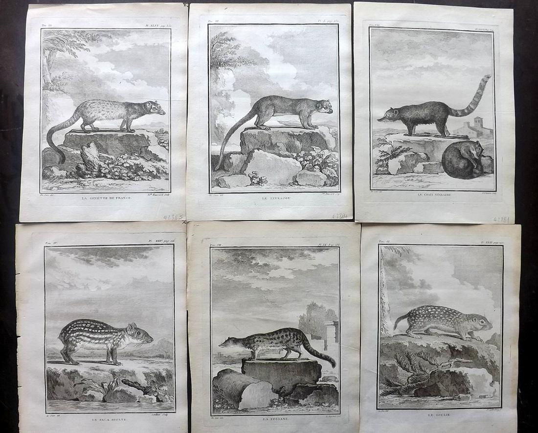 Buffon, Comte de C1770 Lot of 6 1st Ed Prints. Rodents: Copper Plates Published 1749-88 Imprimerie Royale, Paris for "Histoire naturelle, générale et particulière" First Edition by Georges-Louis Leclerc, Comte de Buffon. Paper Size: 10 x 8 inch (26 x 20