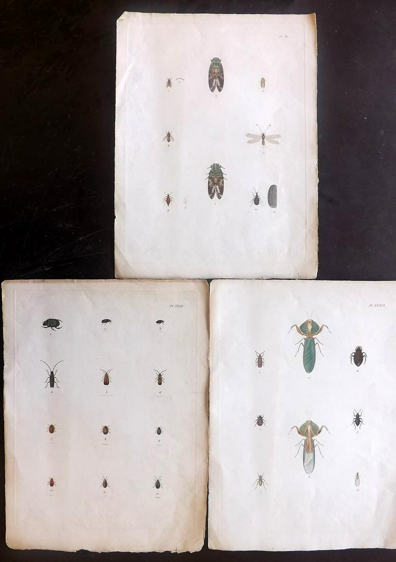 Insects C1810 Lot of 3 Folio Hand Colored (1 of 2)