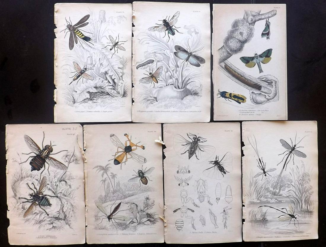 Jardine, William C1840 Lot of 7 Hand Col Insects Prints (1 of 2)