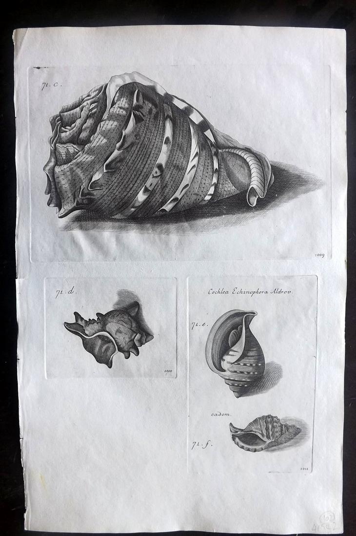 Lister, Martin 1823 Rare Folio Shell Print 1009-1011 (1 of 1)