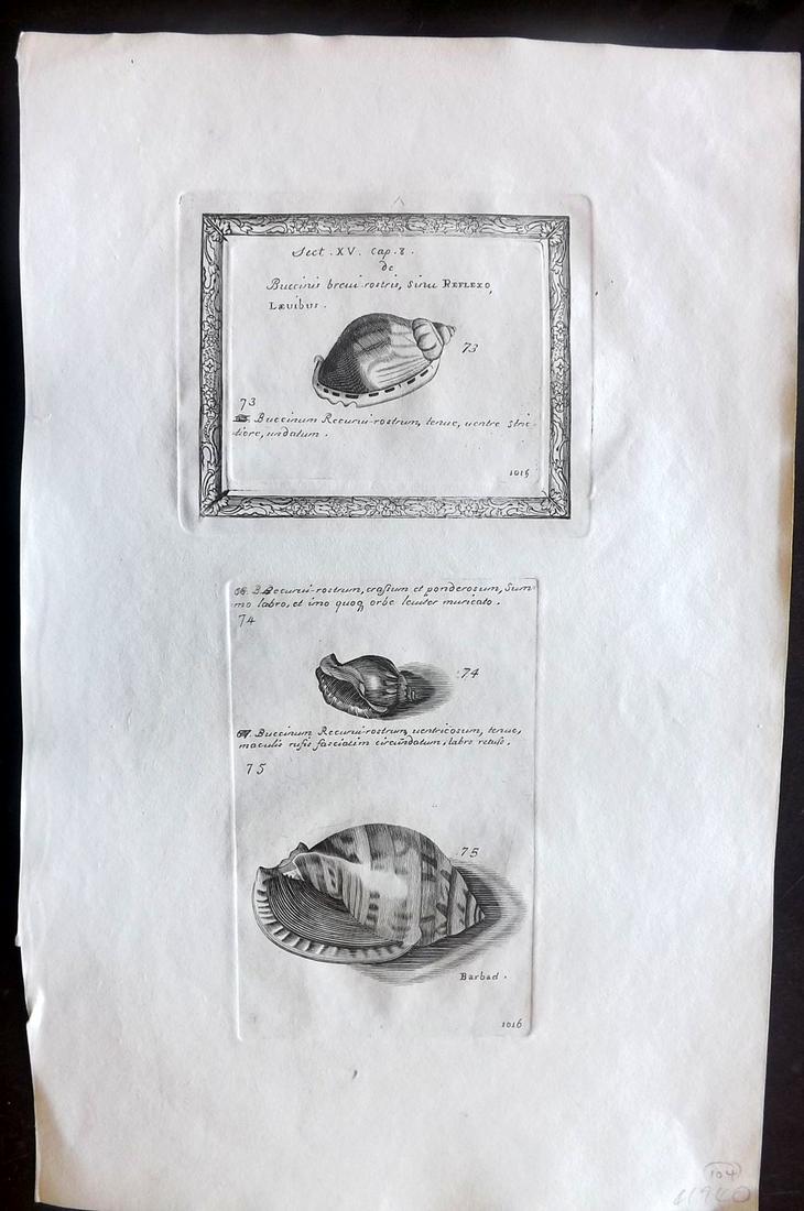 Lister, Martin 1823 Rare Folio Shell Print 1015-1016: Folio Copper Plate Published 1823, London for "Historia sive synopsis methodica Conchyliorum..." by Martin Lister. Engraved by Susanna and Anna Lister. Rare. Paper Size: 14.5 x 9.5 inch (37 x 24cm) Go