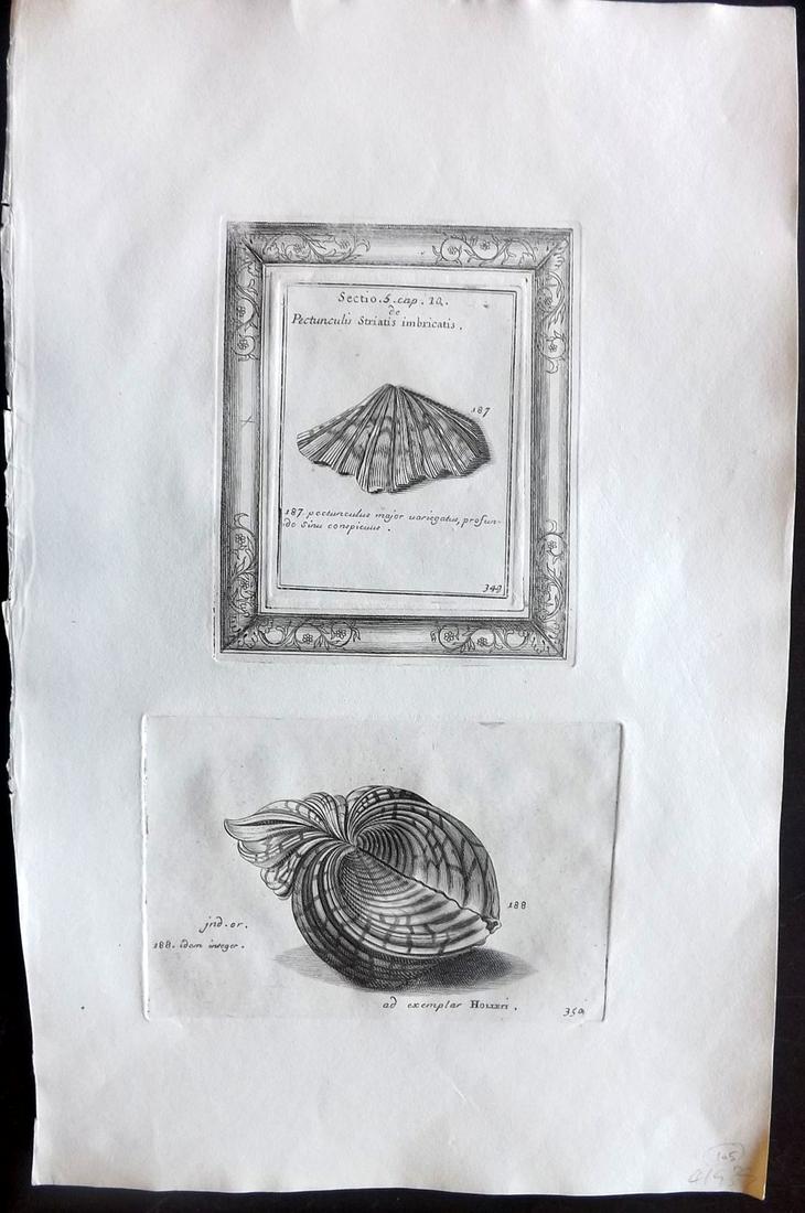 Lister, Martin 1823 Rare Folio Shell Print 349-350: Folio Copper Plate Published 1823, London for "Historia sive synopsis methodica Conchyliorum..." by Martin Lister. Engraved by Susanna and Anna Lister. Rare. Paper Size: 14.5 x 9.5 inch (37 x 24cm) Go