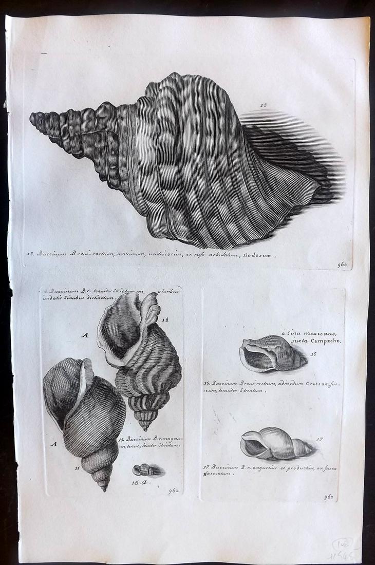Lister, Martin 1823 Rare Folio Shell Print 960-963 (1 of 1)