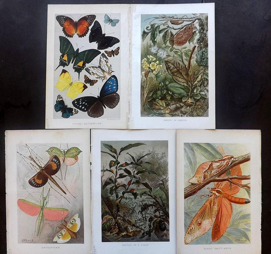 Lydekker, Richard 1896 Lot of 5 Insect, Butterfly: Chromolithographs Published 1893-96, London for "The Royal Natural History" by Richard Lydekker. Illustrated by Smit, Keulemans, Wolf and others. Paper Size: 10 x 6.5 inch (25 x 16.5cm) Good Condition