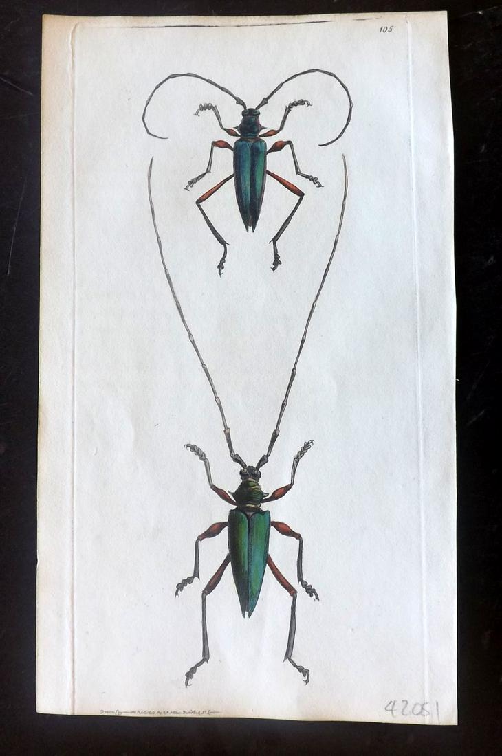 Nodder, Richard 1815 HCol Print. Green Capricorn 105 (1 of 1)