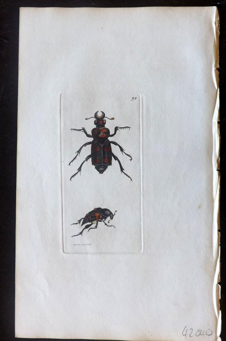 Nodder, Richard 1815 HCol Print. Necrophorus 90 (1 of 1)