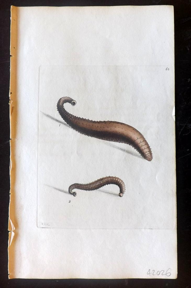 Nodder, Richard 1815 HCol Print. Spinulose Sealeech 65 (1 of 1)