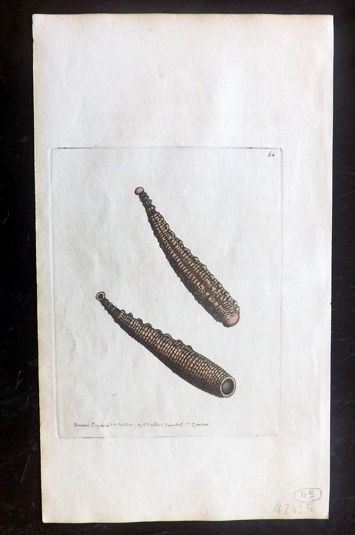 Nodder, Richard 1815 HCol Print. Warted Sealeech 64 (1 of 1)