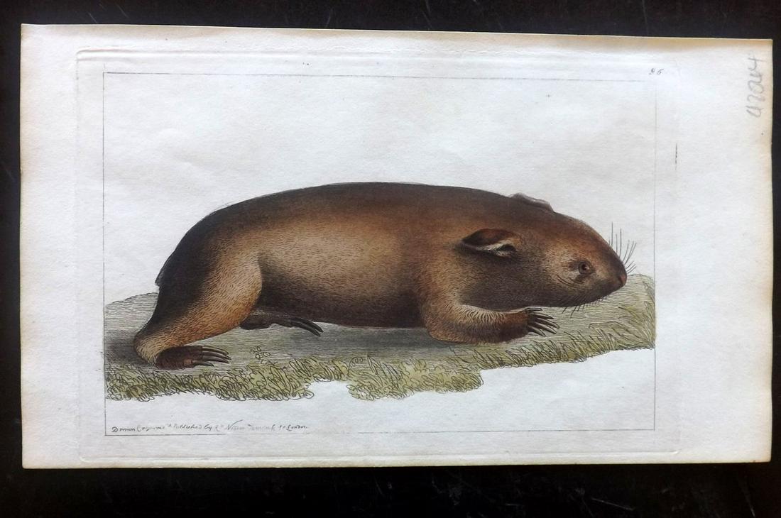 Nodder, Richard 1815 HCol Print. Wombat Australia 96 (1 of 1)