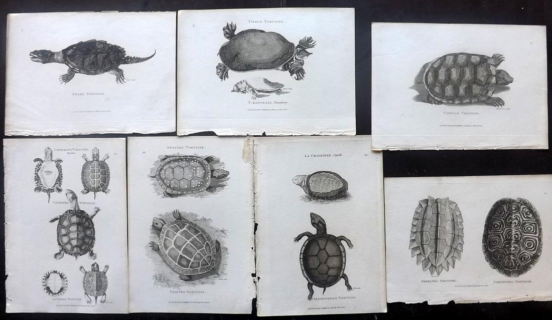 Shaw, George C1805 Lot of 7 Tortoise Prints: Copper Plates Published 1800-26 by G.Kearsley, London for "General Zoology or Systematic Natural History" by George Shaw. Paper Size: Up to 9 x 6 inch (24 x 16.5cm) Good Condition