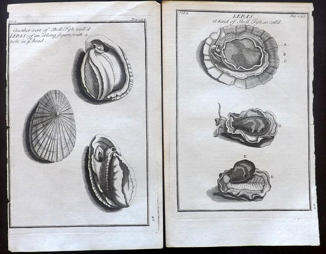 Tournefort, Joseph 1718 Pair of Shell Prints (1 of 2)