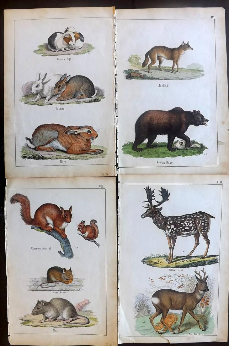 White, Adam 1859 Lot of 4 HC Prints. Dear Bear Rabbits (1 of 2)