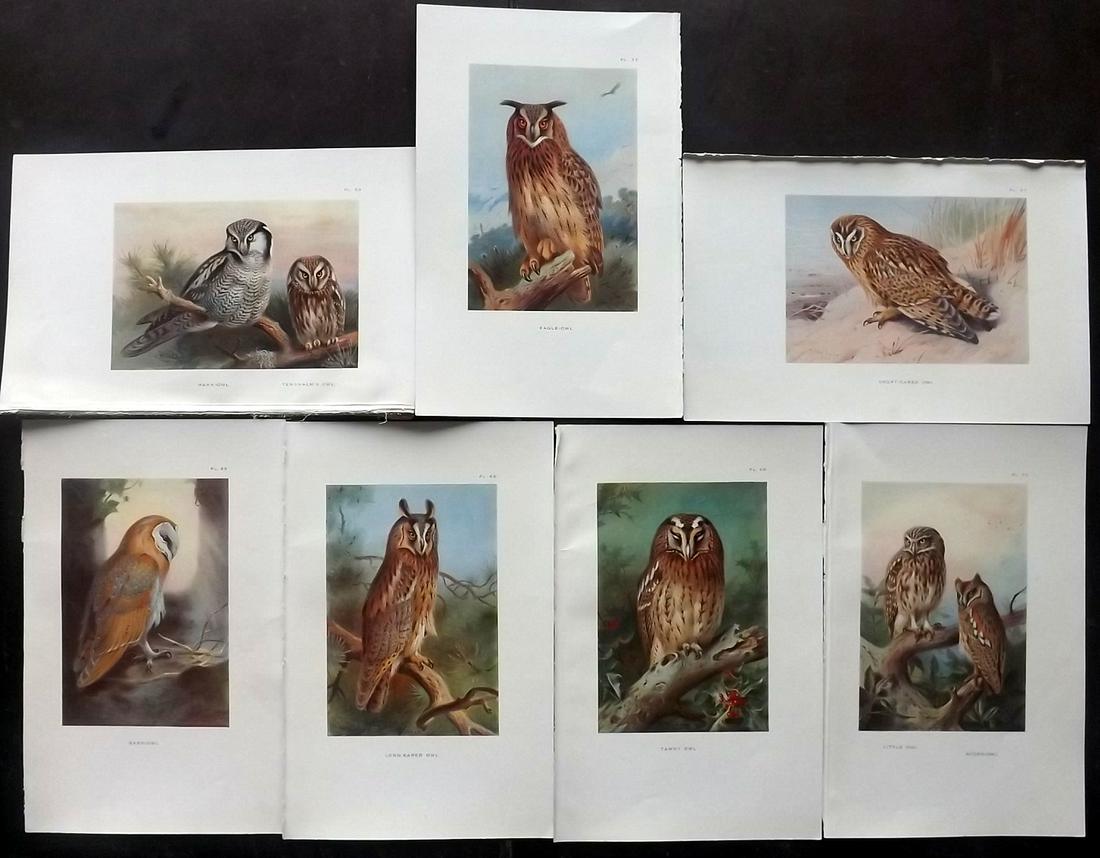 Thorburn, Archibald 1925 Lot of 7 Bird Prints. Owls (1 of 2)