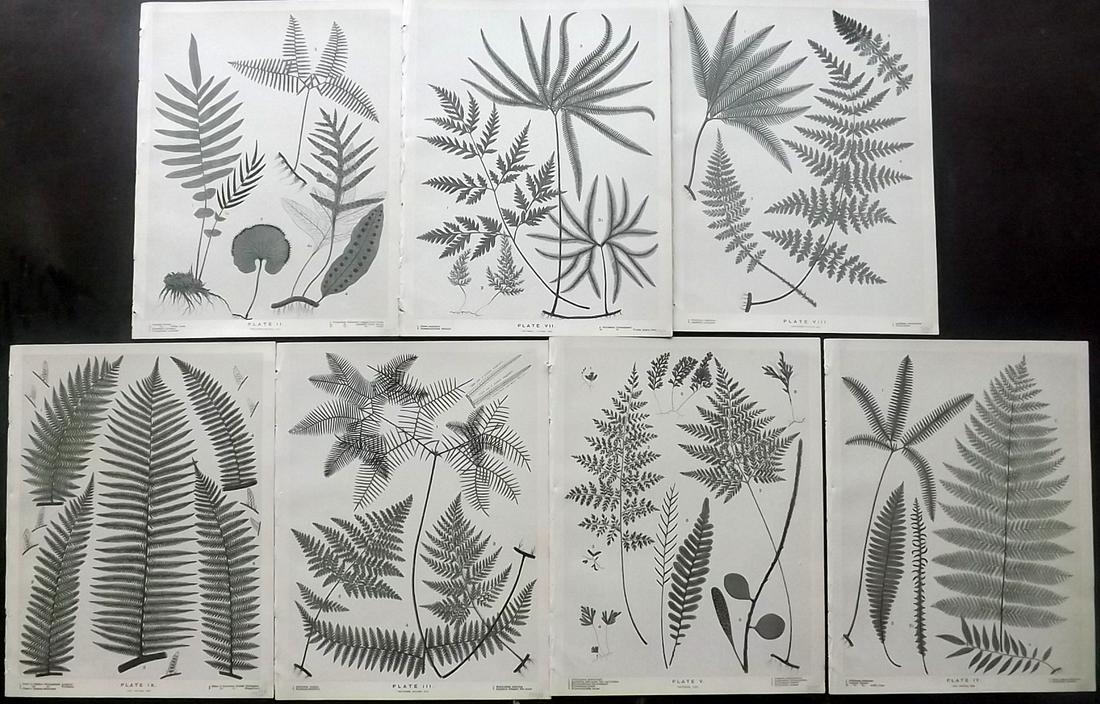 Field, Henry 1890 Lot of 7 New Zealand Fern Prints: Lithographs Published 1890, London for "The Ferns of New Zealand and its immediate dependencies" by Henry Claylands Field. Paper Size: 10.5 x 8 inch (27 x 21cm) Good Condition