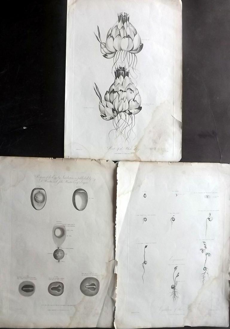 Thornton, Robert 1809 Lot of 3 Large Botanical Prints (1 of 2)