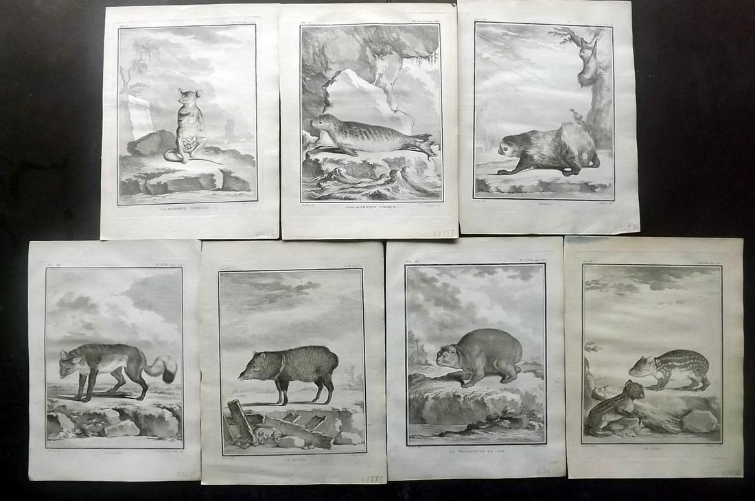 Buffon, Comte de C1770 Lot of 7 1st Ed Prints. Animals (1 of 2)