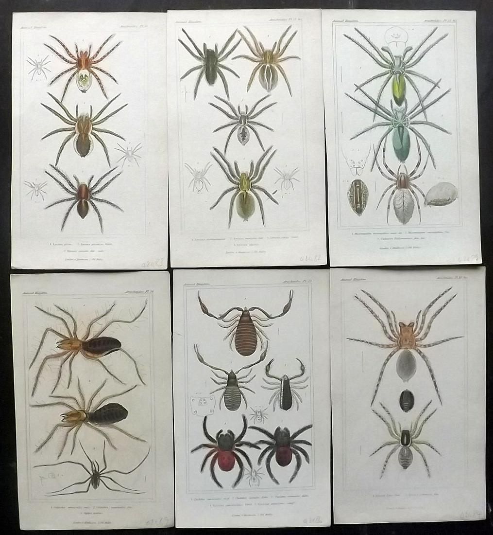 Cuvier, Baron 1837 Lot of 6 Hand Col Spider Prints (1 of 2)