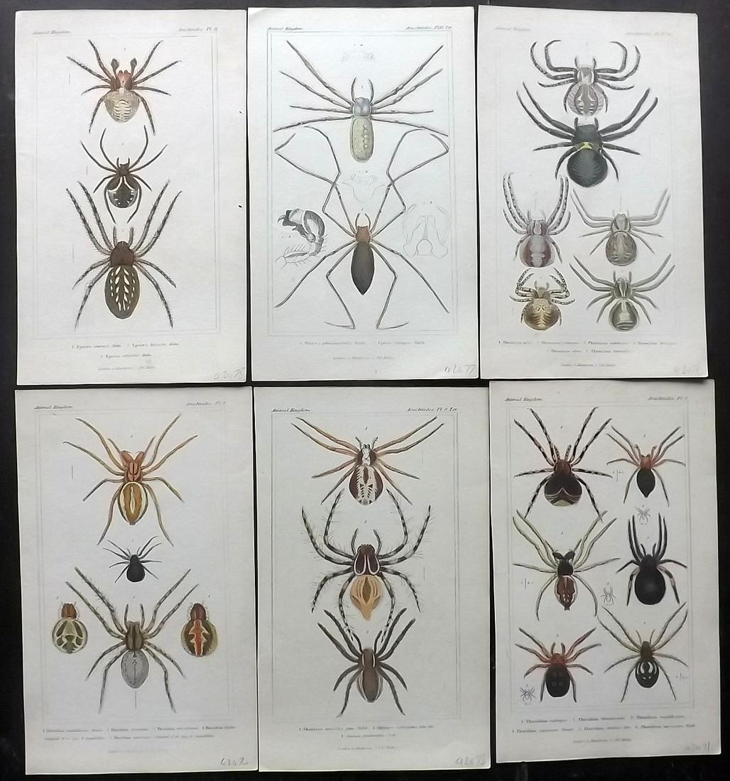 Cuvier, Baron 1837 Lot of 6 Hand Col Spider Prints (1 of 2)