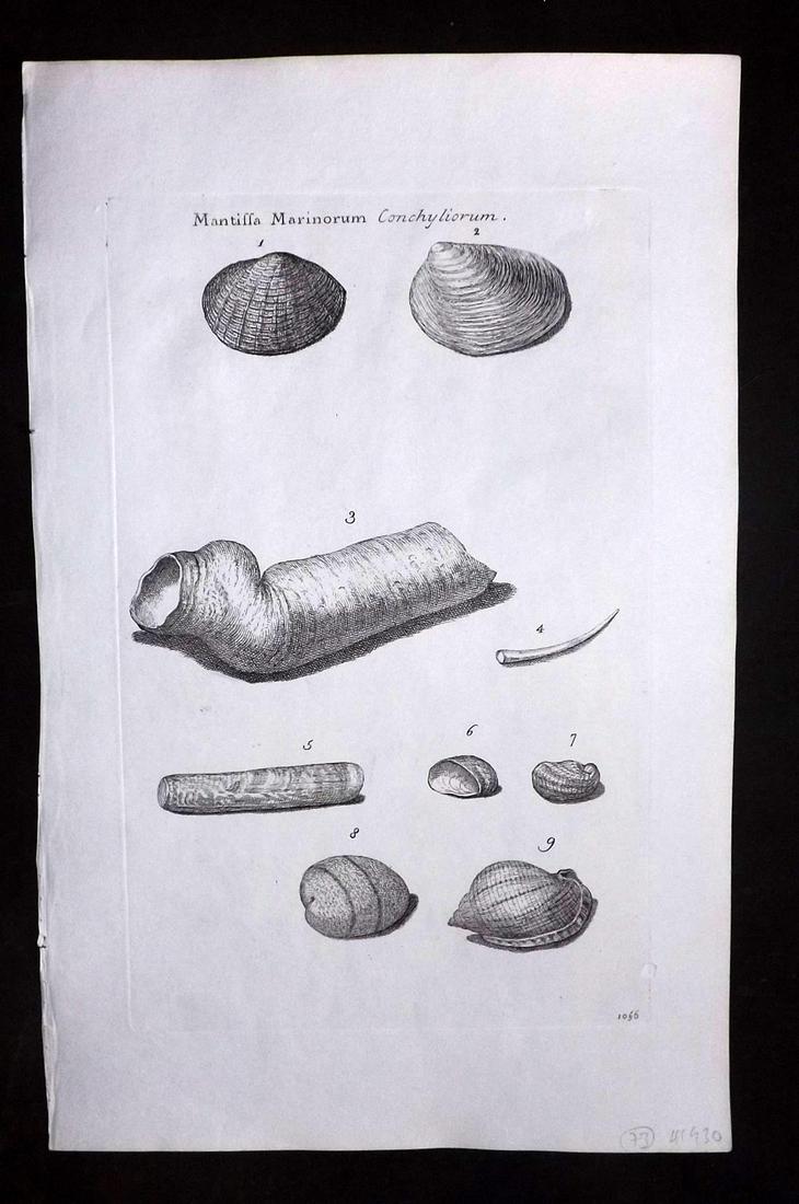 Lister, Martin 1823 Rare Folio Shell Print 1056: Folio Copper Plate Published 1823, London for "Historia sive synopsis methodica Conchyliorum..." by Martin Lister. Engraved by Susanna and Anna Lister. Rare. Paper Size: 14.5 x 9.5 inch (37 x 24cm) Go