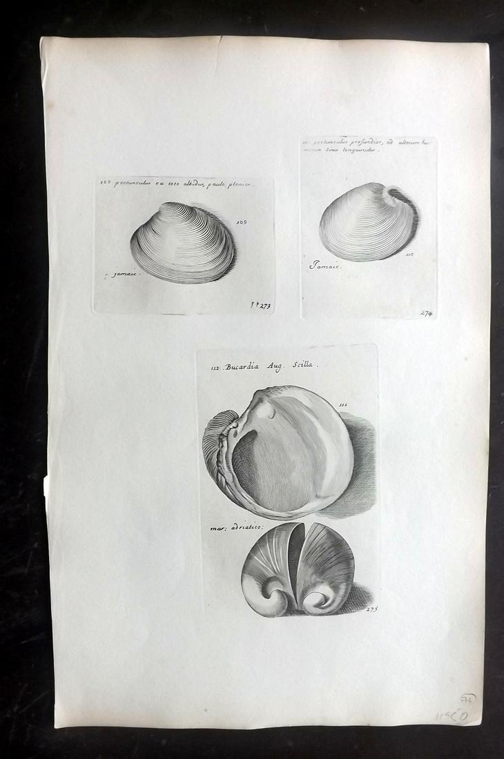 Lister, Martin 1823 Rare Folio Shell Print 273-275: Folio Copper Plate Published 1823, London for "Historia sive synopsis methodica Conchyliorum..." by Martin Lister. Engraved by Susanna and Anna Lister. Rare. Paper Size: 14.5 x 9.5 inch (37 x 24cm) Go