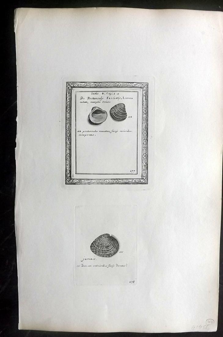 Lister, Martin 1823 Rare Folio Shell Print 277-278: Folio Copper Plate Published 1823, London for "Historia sive synopsis methodica Conchyliorum..." by Martin Lister. Engraved by Susanna and Anna Lister. Rare. Paper Size: 14.5 x 9.5 inch (37 x 24cm) Go